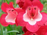 Penstemon x hartwegii_Scarlet Queen